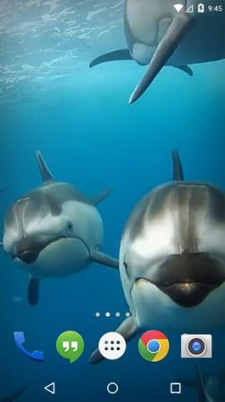 Ocean 3D Dolphin Live Wall
